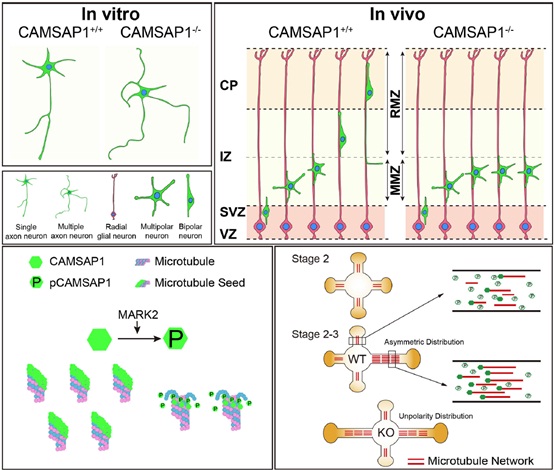 Unbalanced Microtubule Networks Launch Establishment of Neuronal Polarity