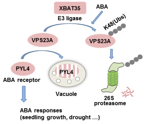 IGDB Scientists Revealed the Mechanism of ESCRT-I Component VPS23A Degradation in ABA Signaling