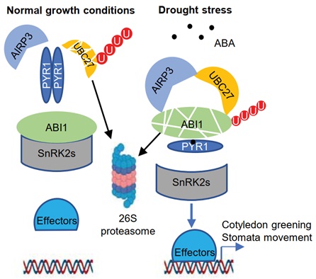 IGDB Scientists Revealed a Novel Regulation Mechanism of ABA Co-receptor ABI1 by the E2-E3 Complex UBC27-AIRP3