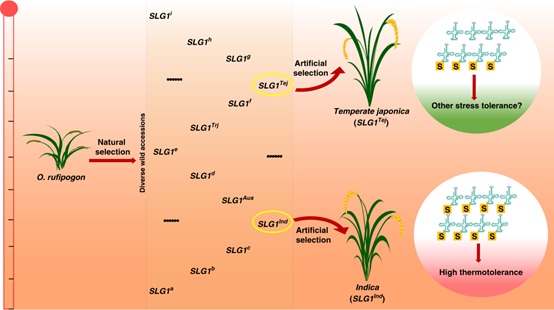 Chinese Scientists Discover Gene Helping indica Rice Tolerate High-temperature Climate