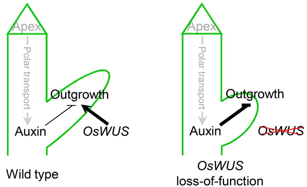 Researchers Uncover Novel Mechanism of Weak Apical Dominance in Rice