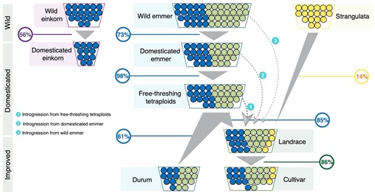 Triticum Whole-genome Genetic Variation Map Shed Light on Adaptive Evolution of Wheat