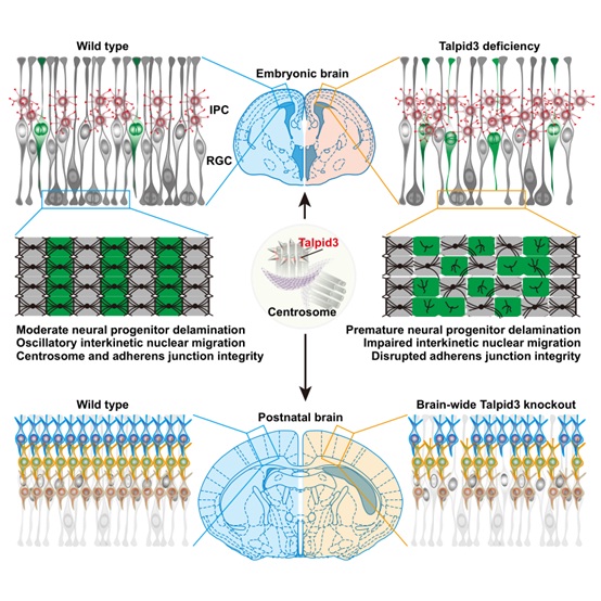 IGDB Scientists Revealed a Novel Regulation Mechanism of Centrosome Protein in Regulating Cortical Neurogenesis