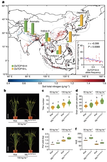 Chinese Scientists Uncover Gene for Rice Adaption to Low Soil Nitrogen