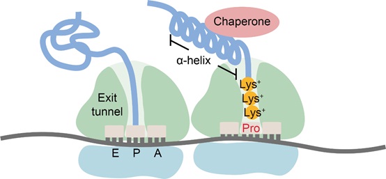 Researchers Unveil the Widespread Ribosome Collisions That Promote Cotranslational Protein Folding