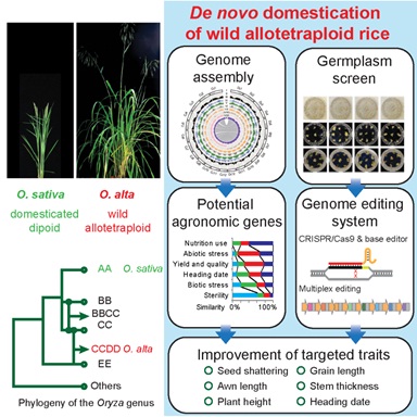 Scientists Provided and Practiced A Rational Strategy for Creating Novel Type of Rice Crop From A Wild Allotetraploid Rice