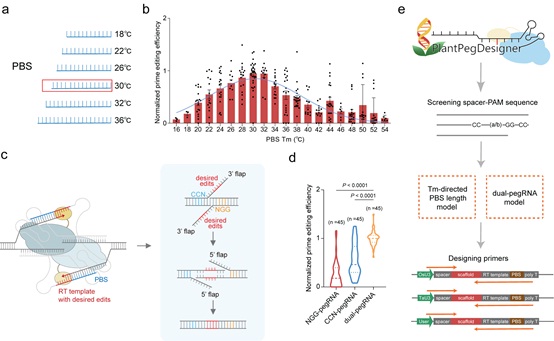 Researchers Improve Plant Prime Editing Efficiency with Optimized pegRNA Designs