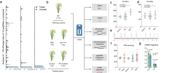 Researchers Demonstrate Very High Specificity of Prime Editors in Plants