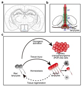 Chinese Researchers Revealed that Hypothalamic Tanycytes Contribute to Tissue Repair and Tumorigenesis