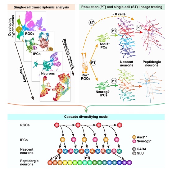 Scientists Reveal Origin of Neuronal Diversity in Hypothalamus