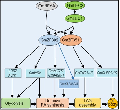 A Transcriptional Regulatory Module Enhances Lipid Accumulation in Soybean Seeds