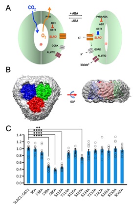 Structure Gives Insight into How Plants Keep Their “Mouths” Shut