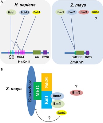 Researchers Reveal Knl1 Gene Function in Plants