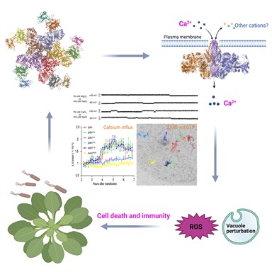 Scientists Uncover How Resistance Proteins Protect Plants from Pathogens