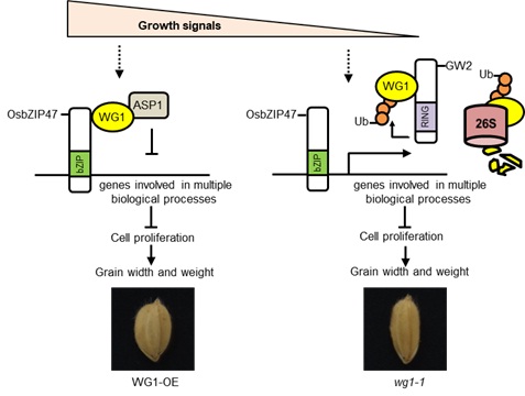 Scientists Find New Mechanisms Regulating Rice Grain Size and Weight