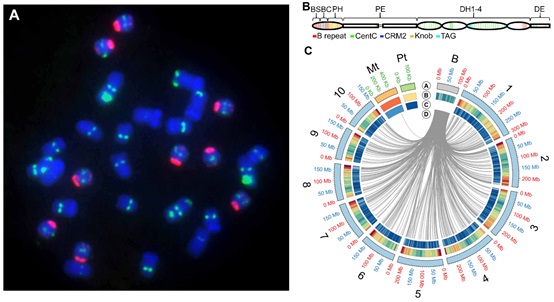 Researchers Report the Reference Genome of Maize B Chromosome