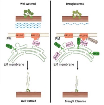 Researchers Reveal How UBC32-Rma1 Complex Increases Drought Stress Tolerance in Plant