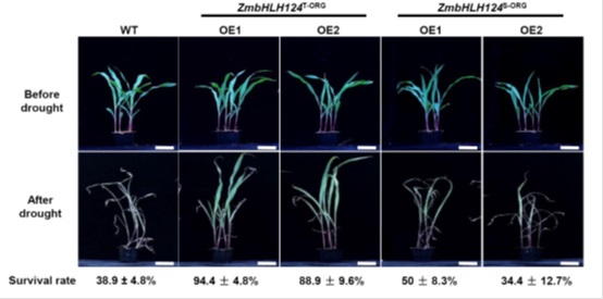 Researchers Reveal How ZmbHLH124 Functions in Plant Drought Tolerance