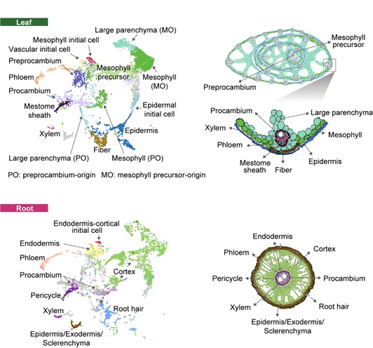 Researchers Construct the Single-cell Transcriptome Atlas for the Leaf and Root of Rice Seedlings