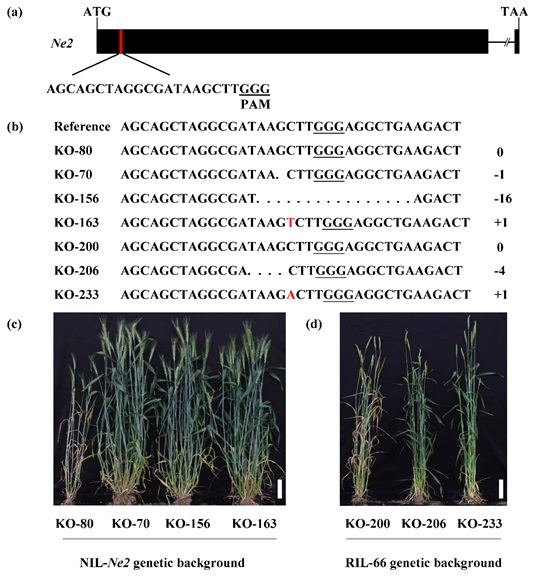 Continuous Activation of Immune Response Mediated by Ne2 Results in Hybrid Necrosis in Wheat