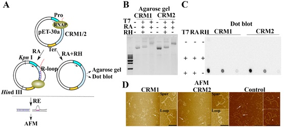 Researchers Reveal the Essential Role of R-loops in Maize Centromere