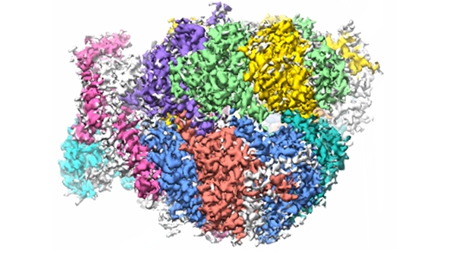 Chloroplast Co-chaperonin Links Protein Folding and Degradation