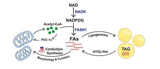 Researchers Reveal Mechanism of Lipid Storage and Mitochondrial Metabolism Regulated by NAD Kinase NADK