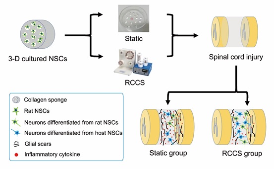 Microgravity Increases Therapeutic Efficacy of Three-dimensional Cultured Neural Stem Cells in Repairing Spinal Cord Injury