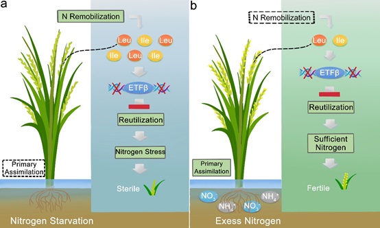 New Findings Uncover the Impact of Nitrogen Nutrition on Plant Meiosis Initiation