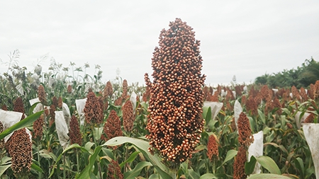 Chinese Scientists First Discovered a Key Gene Related to Sorghum Glume Coverage