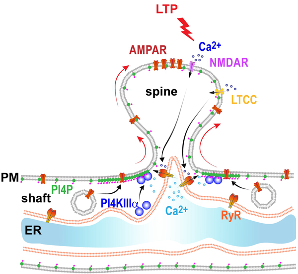 Phospholipid Metabolism Regulates Synaptic Plasticity