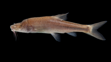 Cavefish Modulate Lipid Metabolism in Adapting to Life in Caves