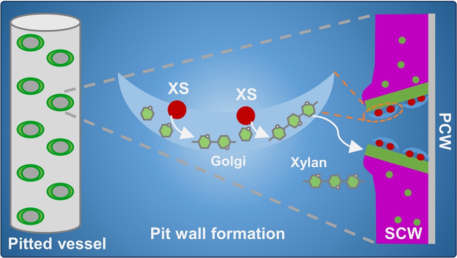 Unprecedented Glycan Nanocompartments Sustain Plant Vessel Wall Patterning and Xylem Robustness