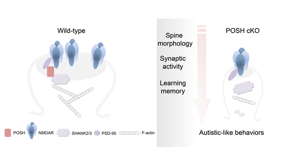 Researchers Reveal the Novel Molecular Mechanisms underlying the Onset of Autism