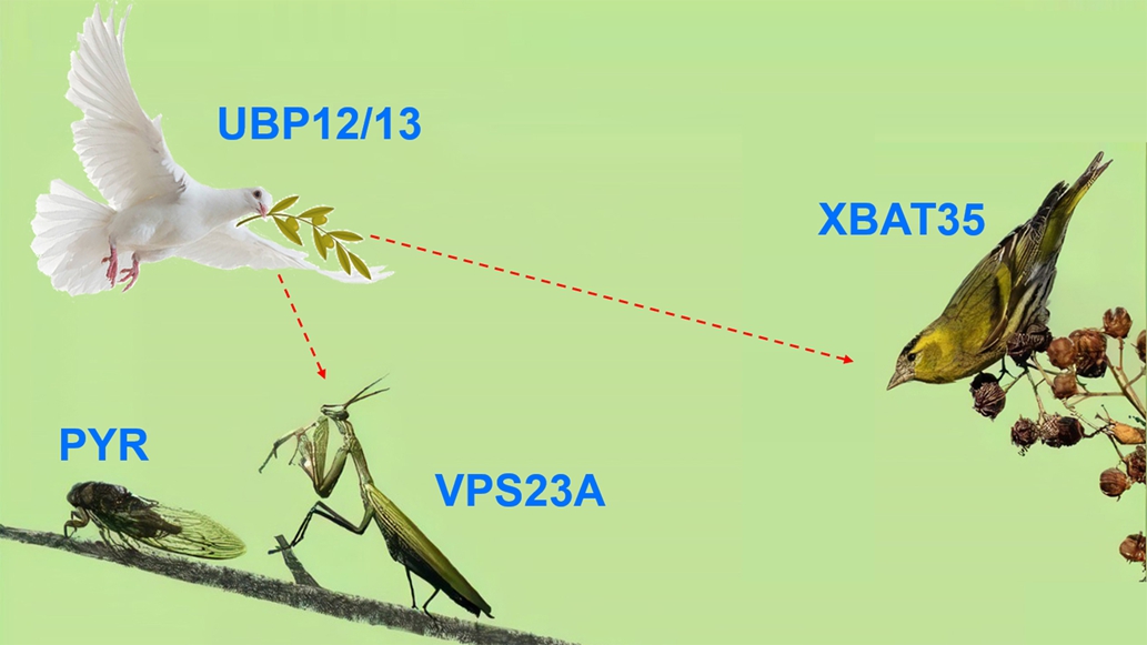 Researchers Reveal Plant E3 Ubiquitin Ligase and Deubiquitinase Pair's Function on Regulating ABA Perception