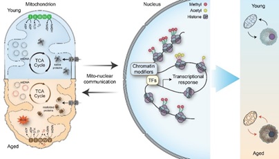 Mitochondrial-to-nuclear Communication in Aging Regulation