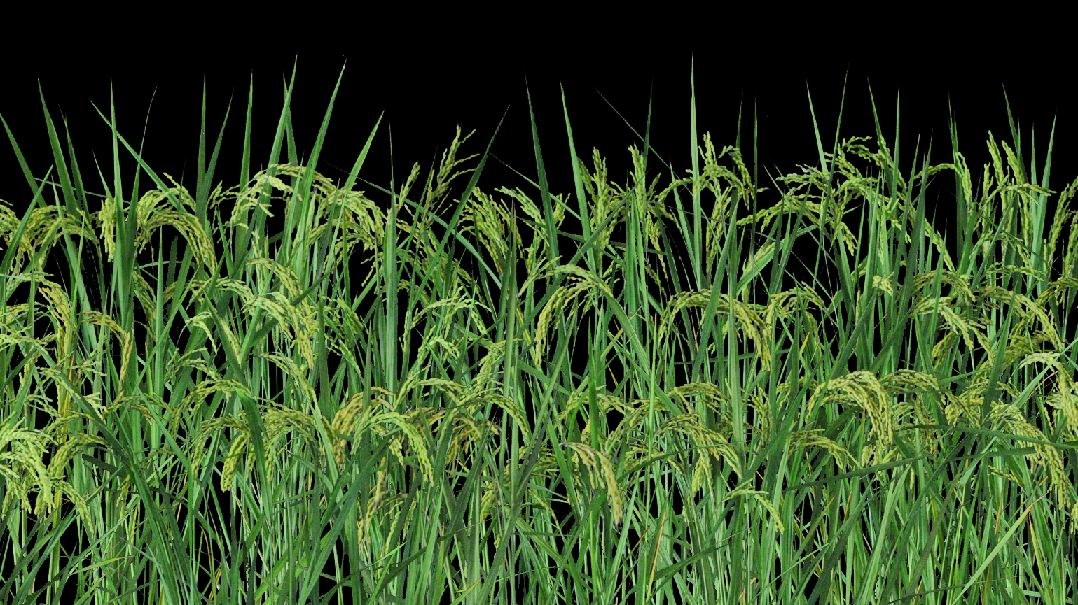 Researchers Boost Rice Yield by Overcoming Trait Tradeoff Between Panicle Number and Size