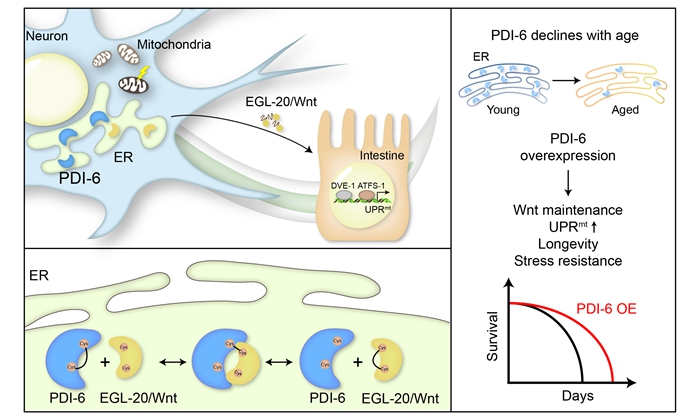 Protein Disulfide Isomerase PDI-6 Mediates Brain-gut Communication and Lifespan Extension