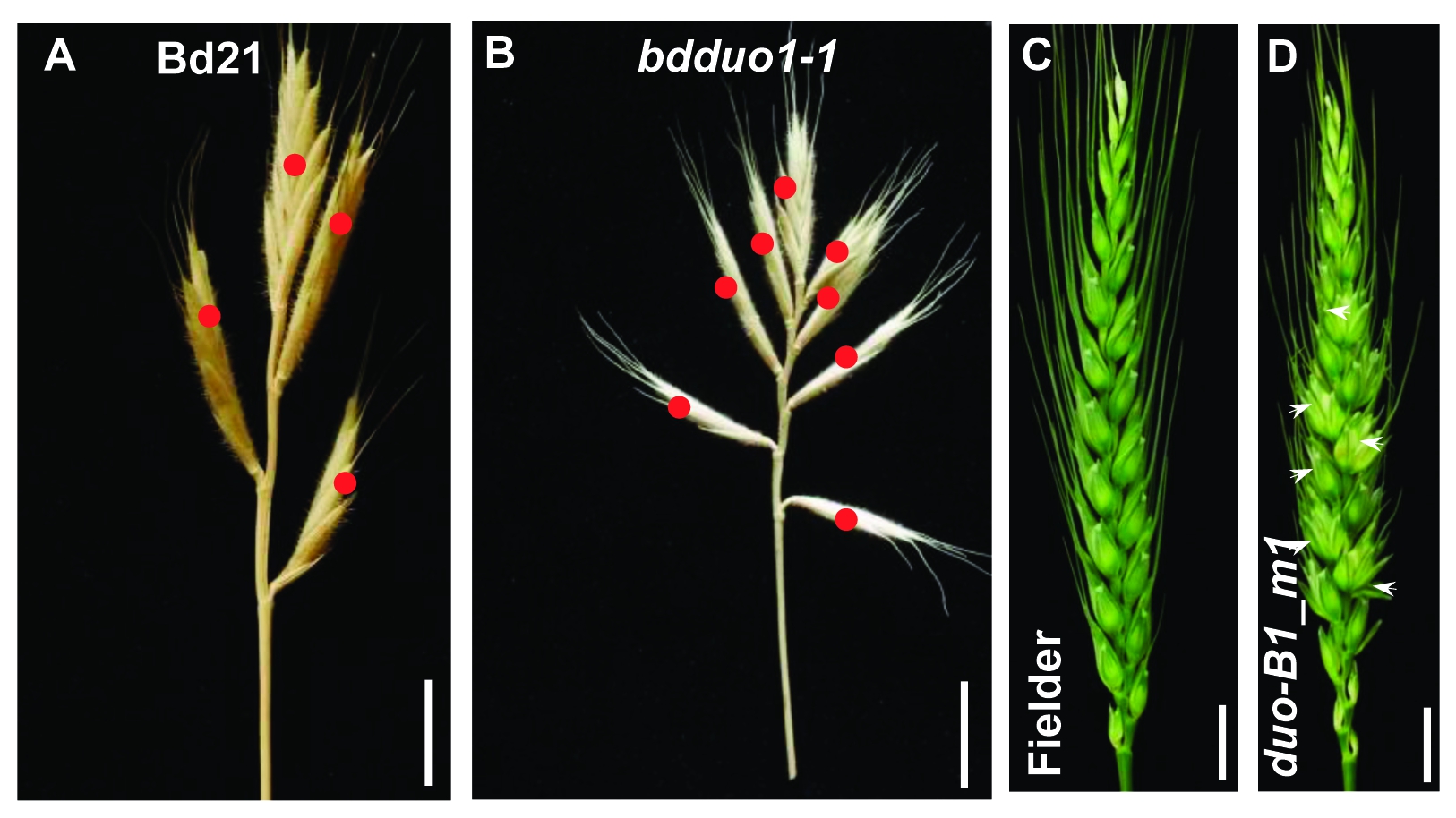 Researchers Discover Wheat Yield-enhancing Gene