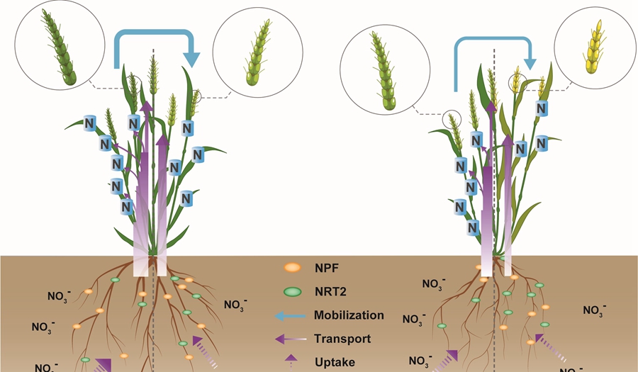 Researchers Uncover the Molecular Basis of High Nitrogen Use Efficiency of Wheat Cultivar Kenong 9204