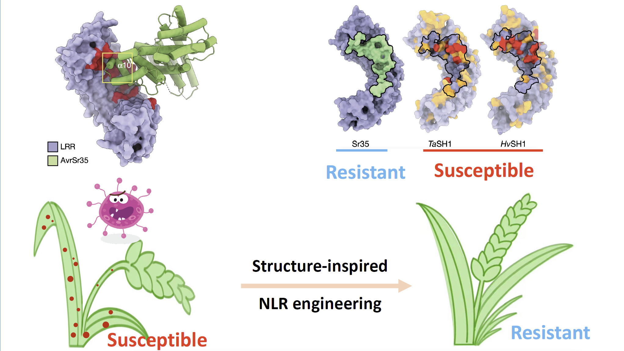 Researchers Reveal Molecular Mechanism of Wheat Sr35 Resistosome