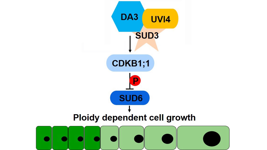 Researchers Reveal an SNW/SKI-INTERACTING PROTEIN Influences Endoreduplication in Arabidopsis