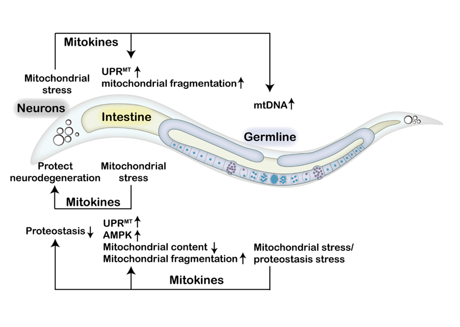 Mitokines Play Key Roles in Inter-tissue Communication of Mitochondrial Stress and Metabolic Health