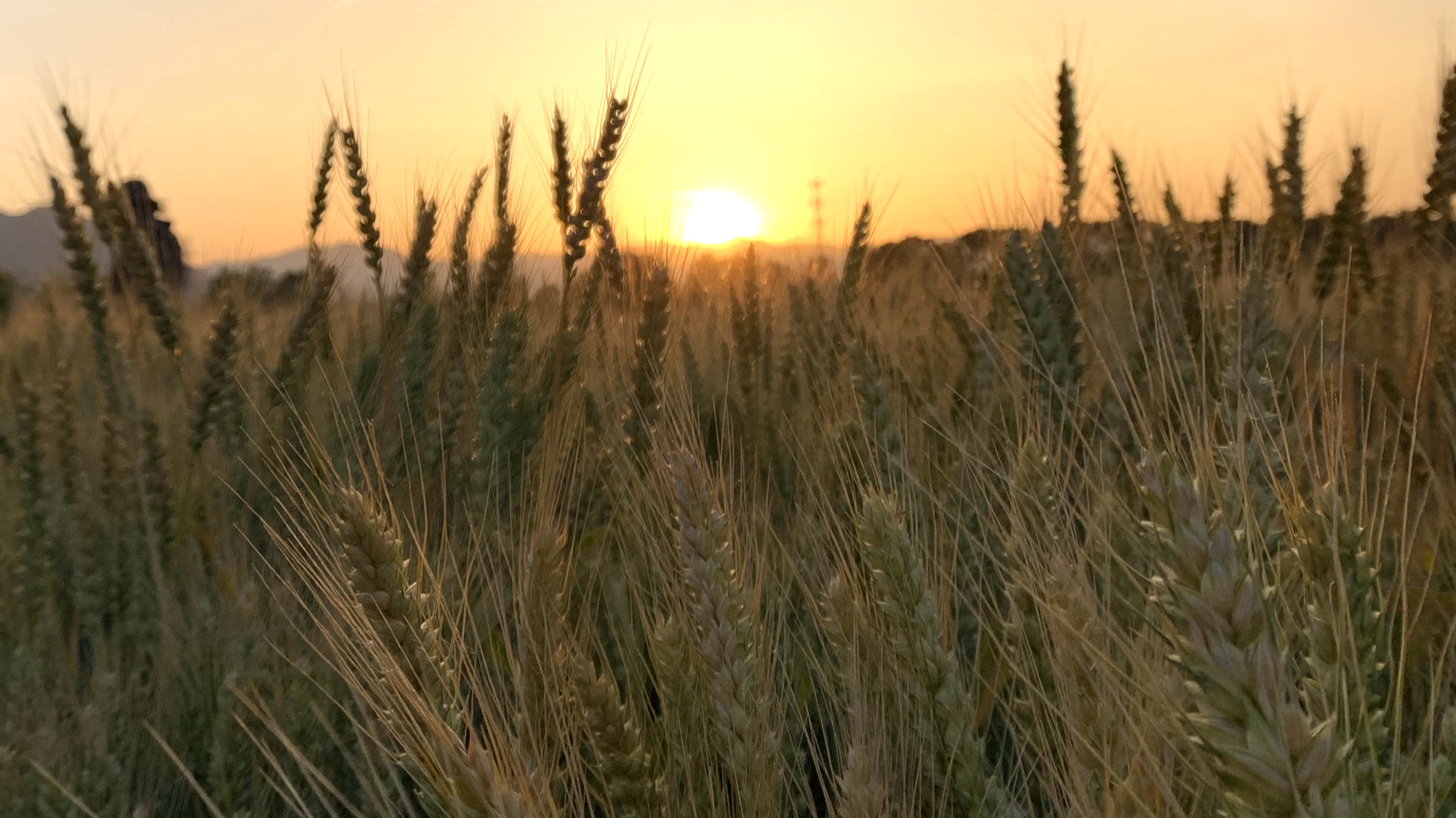 “Reference Epigenome” during Wheat Embryogenesis Reveals the Transcription and Chromatin State Reprogramming