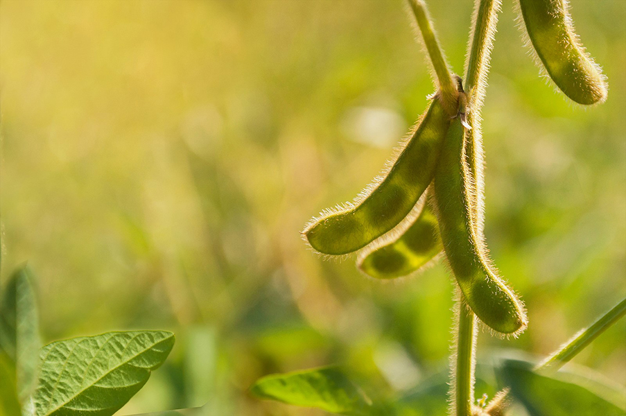 Researchers Construct the Pan-3D Genome of Soybean