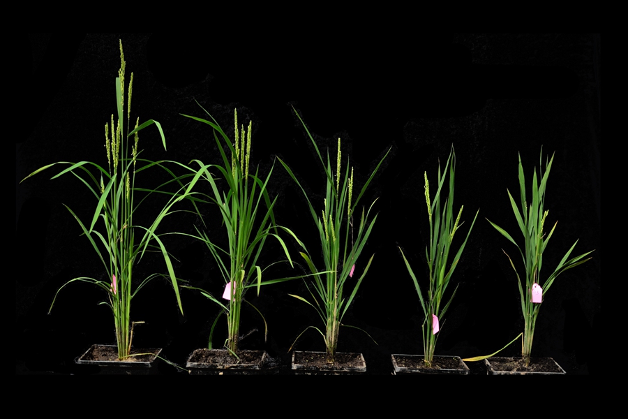 Scientists Develop Predictable Method to Downregulate Gene Translation in Plants