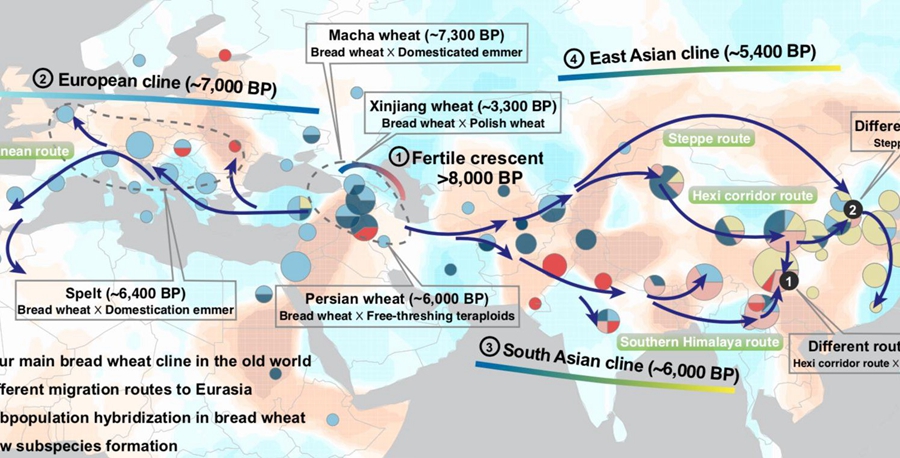 Demographic Modeling Plays Back Tape of Wheat Evolution