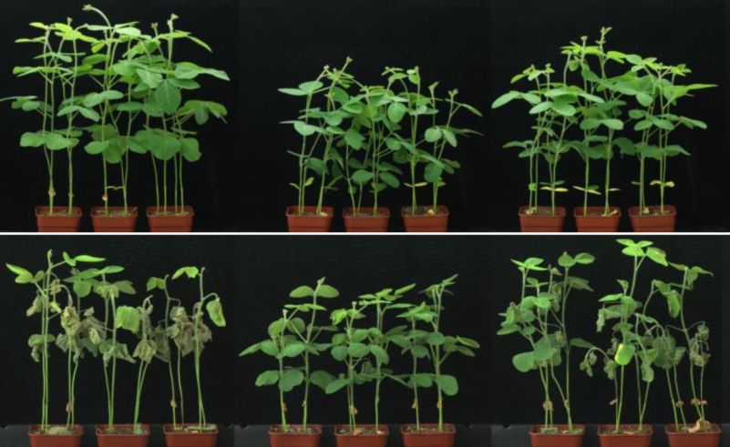 Researchers Find New Function of an Oil Regulator GmZF351 in Soybean Stress Tolerance