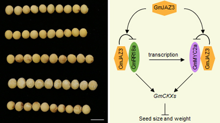 Researchers Reveal a Novel Module that Influences Soybean Seed Traits