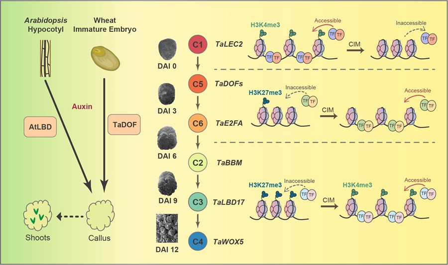 Improving Wheat Regeneration with Novel DOF Family Transcription Factors